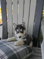 AKC. Beau, a male Siberian Husky for sale in Harlan, IN – Photo 2 of 8