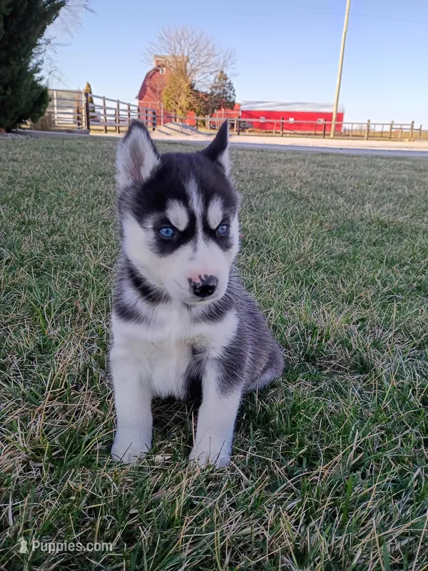 Beau – Siberian Husky puppy for sale in Harlan, IN