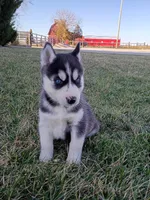 AKC. Beau, a male Siberian Husky for sale in Harlan, IN – Photo 1 of 8