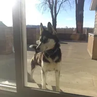 AKC. Siberian Husky, a male Siberian Husky for sale in Harlan, IN – Photo 2 of 4