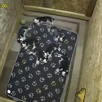 AKC. Siberian Husky, a male Siberian Husky for sale in Harlan, IN – Photo 3 of 4