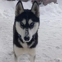 AKC. Siberian Husky, a male Siberian Husky for sale in Harlan, IN – Photo 4 of 4