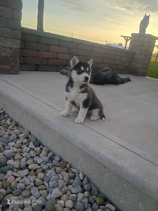 AKC. Dash – Siberian Husky puppy for sale in Harlan, IN