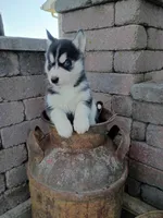 AKC. Dash, a male Siberian Husky for sale in Harlan, IN – Photo 2 of 9