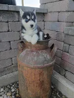 AKC. Dash, a male Siberian Husky for sale in Harlan, IN – Photo 3 of 9