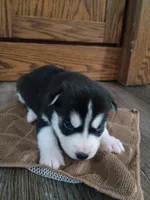 Dash, a male Siberian Husky for sale in Harlan, IN – Photo 4 of 4