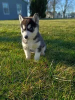 AKC. Dash, a male Siberian Husky for sale in Harlan, IN – Photo 7 of 9