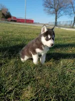 AKC. Dash, a male Siberian Husky for sale in Harlan, IN – Photo 5 of 9