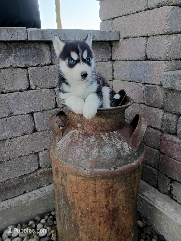 Dash – Siberian Husky puppy for sale in Harlan, IN