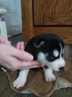 Dash, a male Siberian Husky for sale in Harlan, IN – Photo 2 of 4