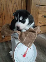 Dash, a male Siberian Husky for sale in Harlan, IN – Photo 3 of 4