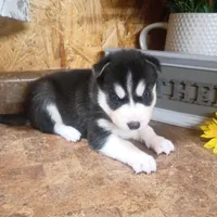 AKC. Dash, a male Siberian Husky for sale in Harlan, IN – Photo 9 of 9
