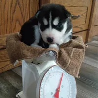 AKC. Dash, a male Siberian Husky for sale in Harlan, IN – Photo 8 of 9