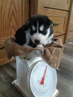 Dash, a male Siberian Husky for sale in Harlan, IN – Photo 1 of 4