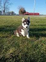 AKC. Dash, a male Siberian Husky for sale in Harlan, IN – Photo 4 of 9