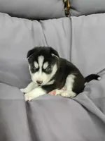Cooper, a male Siberian Husky for sale in Harlan, IN – Photo 3 of 7