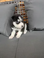 Cooper, a male Siberian Husky for sale in Harlan, IN – Photo 7 of 7