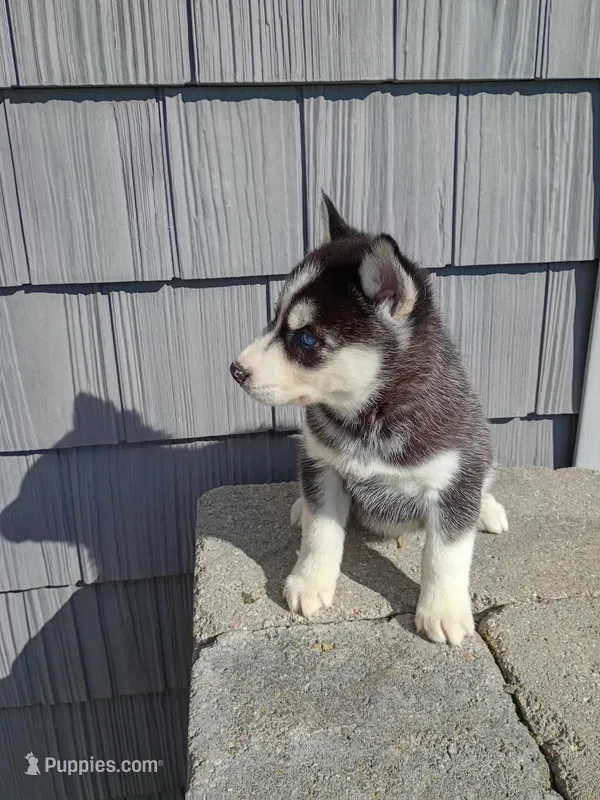 Cooper – Siberian Husky puppy for sale in Harlan, IN