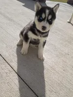 AKC. Cooper, a male Siberian Husky for sale in Harlan, IN – Photo 4 of 7