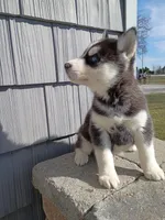 AKC. Cooper, a male Siberian Husky for sale in Harlan, IN – Photo 3 of 7