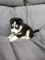 Cooper, a male Siberian Husky for sale in Harlan, IN – Photo 6 of 7