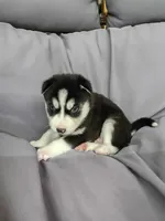 Cooper, a male Siberian Husky for sale in Harlan, IN – Photo 2 of 7