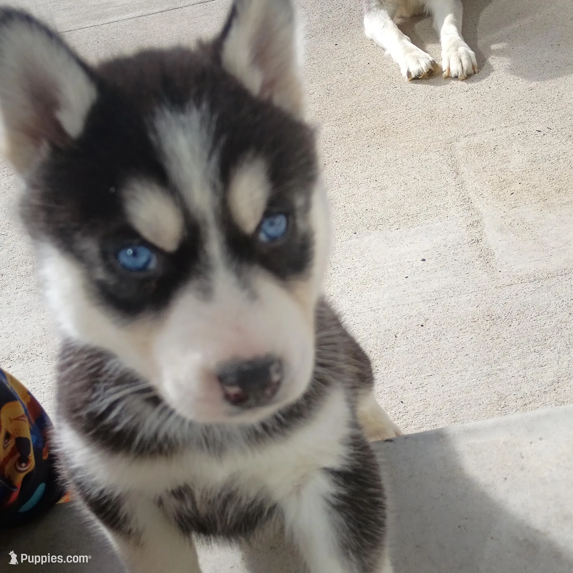AKC. Cooper, a male Siberian Husky for sale in Harlan, IN – Photo 2 of 7