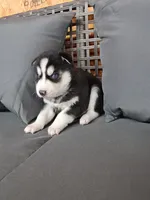 Cooper, a male Siberian Husky for sale in Harlan, IN – Photo 5 of 7