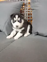 Cooper, a male Siberian Husky for sale in Harlan, IN – Photo 1 of 7