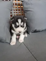 Cooper, a male Siberian Husky for sale in Harlan, IN – Photo 4 of 7