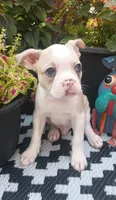 Goldfinch, a male Boston Terrier and French Bulldog for sale in Burton, MI – 4 of 9