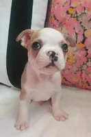 Sparrow , a male Boston Terrier and French Bulldog for sale in Burton, MI – 4 of 10