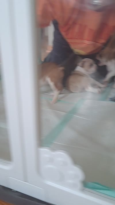 Flamingo , a female Boston Terrier and French Bulldog for sale in Burton, MI – 10 of 10