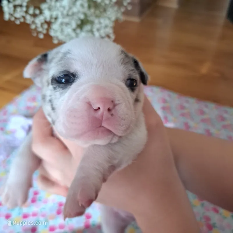 Chickadee – Boston Terrier, French Bulldog puppy for sale in Burton, MI
