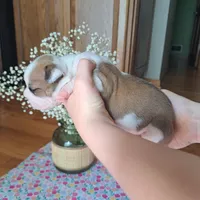 Flamingo , a female Boston Terrier and French Bulldog for sale in Burton, MI – 2 of 6