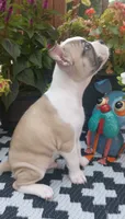 Goose, a male Boston Terrier and French Bulldog for sale in Burton, MI – 4 of 10