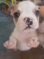 Sparrow , a male Boston Terrier and French Bulldog for sale in Burton, MI – 5 of 10