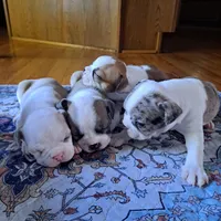 Goose, a male Boston Terrier and French Bulldog for sale in Burton, MI – 5 of 8