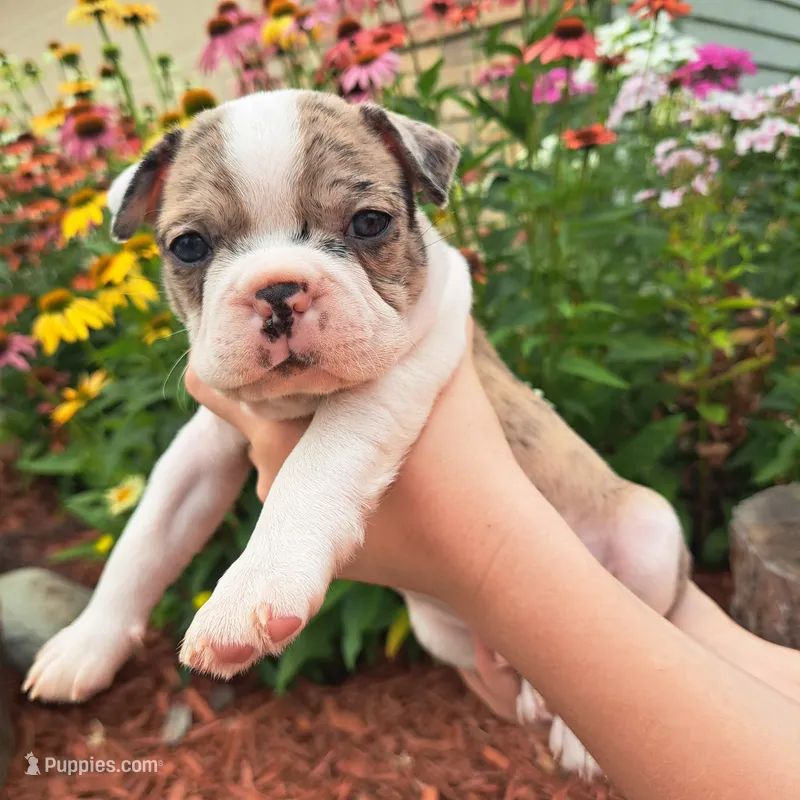 Hawk  – Boston Terrier, French Bulldog puppy for sale in Burton, MI