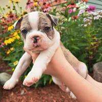 Hawk , a male Boston Terrier and French Bulldog for sale in Burton, MI – 1 of 5