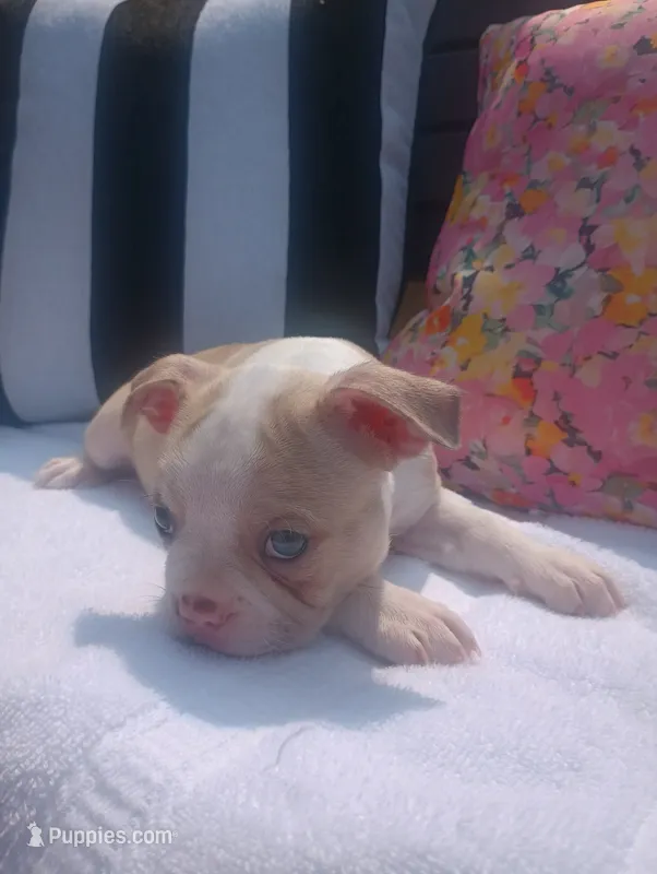 Goldfinch – Boston Terrier, French Bulldog puppy for sale in Burton, MI