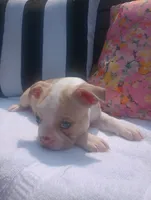 Goldfinch, a male Boston Terrier and French Bulldog for sale in Burton, MI – 6 of 9