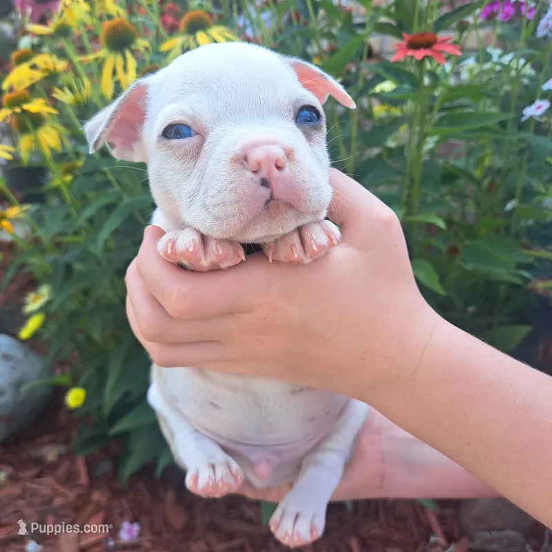 Seagull – Boston Terrier, French Bulldog puppy for sale in Burton, MI