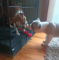Goose, a male Boston Terrier and French Bulldog for sale in Burton, MI – 3 of 10