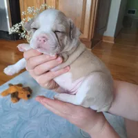 Goldfinch, a male Boston Terrier and French Bulldog for sale in Burton, MI – 2 of 4