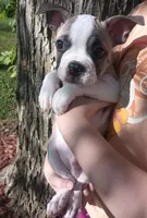 Goose, a male Boston Terrier and French Bulldog for sale in Burton, MI – 2 of 10