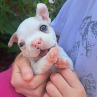 Seagull, a male Boston Terrier and French Bulldog for sale in Burton, MI – 2 of 7