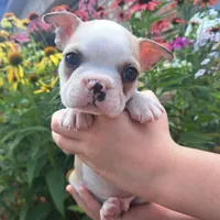 Sparrow , a male Boston Terrier and French Bulldog for sale in Burton, MI – 2 of 7
