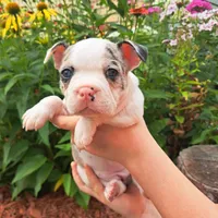 Chickadee, a female Boston Terrier and French Bulldog for sale in Burton, MI – 2 of 10