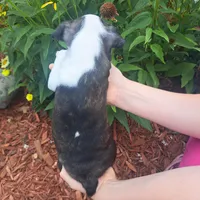 Magpie, a female Boston Terrier and French Bulldog for sale in Burton, MI – 3 of 9
